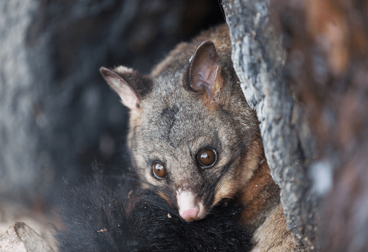 Possum Removal
